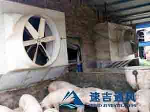 400平方豬舍配水簾風(fēng)機(jī)怎么計(jì)算？速吉通風(fēng)案例詳解